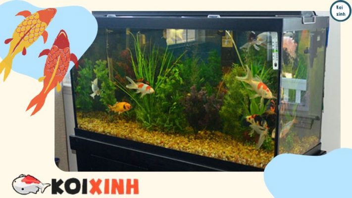 Danh Sách Các Loài Thực Vật độc đối Với Cá Koi (các Loài độc Phổ Biến) Danh Sách Các Loài Thực Vật độc đối Với Cá Koi (các Loài độc Phổ Biến)