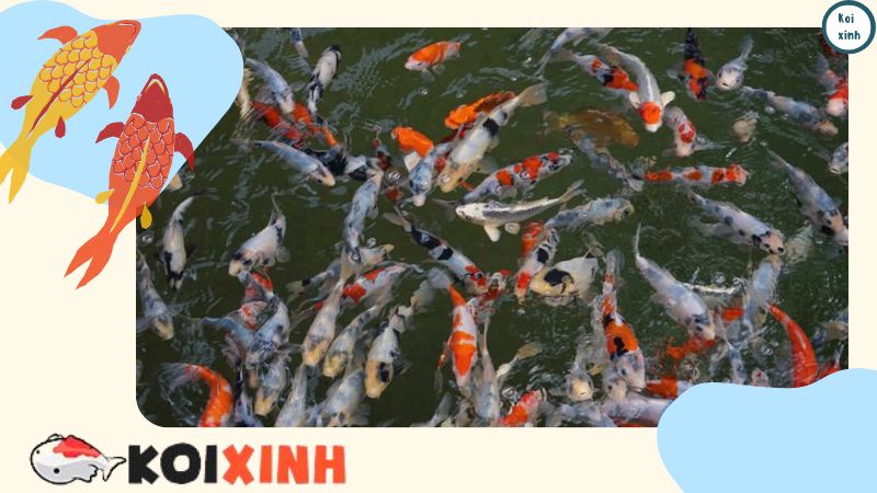 Làm Thế Nào để Chuẩn Bị Ao Của Bạn Cho Mùa đông Làm Thế Nào để Chuẩn Bị Ao Của Bạn Cho Mùa đông