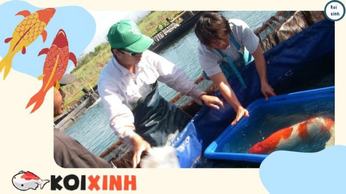 Danh Sách Các Loài Thực Vật độc đối Với Cá Koi (các Loài độc Phổ Biến) Danh Sách Các Loài Thực Vật độc đối Với Cá Koi (các Loài độc Phổ Biến)
