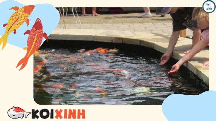 Danh Sách Các Loài Thực Vật độc đối Với Cá Koi (các Loài độc Phổ Biến) Danh Sách Các Loài Thực Vật độc đối Với Cá Koi (các Loài độc Phổ Biến)