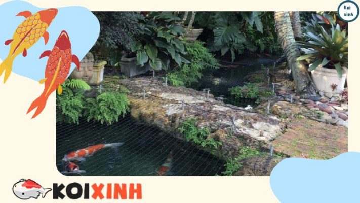 Danh Sách Các Loài Thực Vật độc đối Với Cá Koi (các Loài độc Phổ Biến) Danh Sách Các Loài Thực Vật độc đối Với Cá Koi (các Loài độc Phổ Biến)