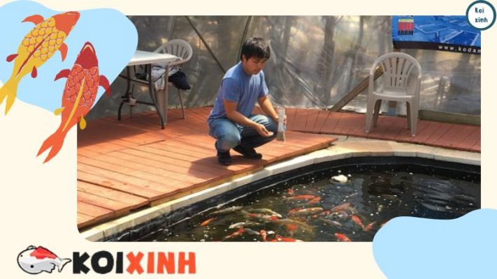 Danh Sách Các Loài Thực Vật độc đối Với Cá Koi (các Loài độc Phổ Biến) Danh Sách Các Loài Thực Vật độc đối Với Cá Koi (các Loài độc Phổ Biến)