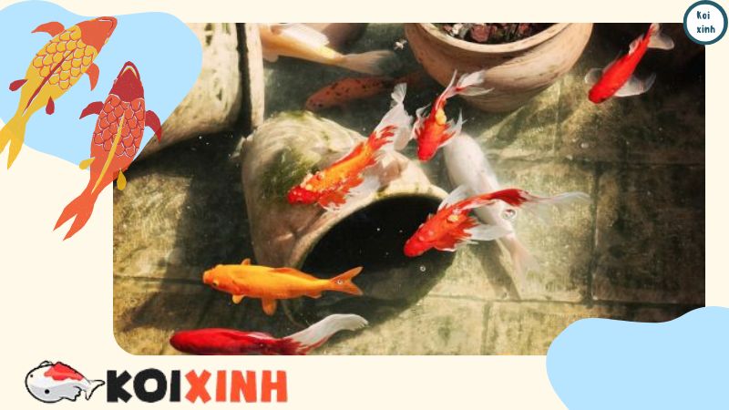Thú nuôi cá Koi của những người Sài Gòn giàu có