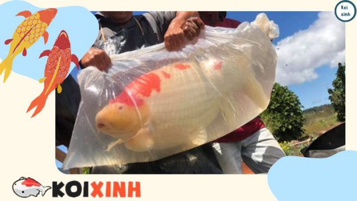 Danh Sách Các Loài Thực Vật độc đối Với Cá Koi (các Loài độc Phổ Biến) Danh Sách Các Loài Thực Vật độc đối Với Cá Koi (các Loài độc Phổ Biến)