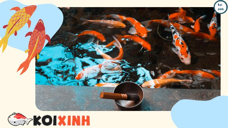 Thảo Luận Chi Tiết Về Các Loại Cá Koi Khác Nhau Thảo Luận Chi Tiết Về Các Loại Cá Koi Khác Nhau