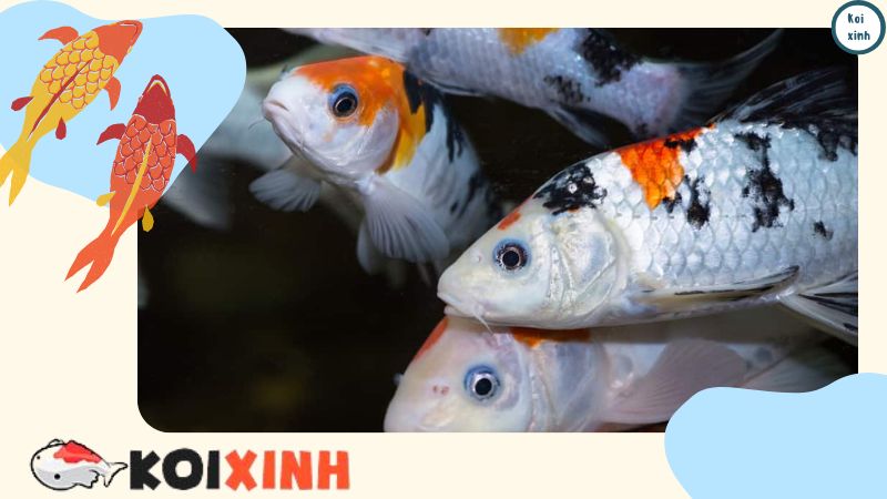 Tại Sao Cá Koi Lại đắt Như Vậy? (10 Lý Do Hàng đầu) Tại Sao Cá Koi Lại đắt Như Vậy? (10 Lý Do Hàng đầu)