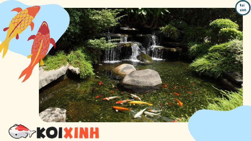 Tại Sao Cá Koi Lại đắt Như Vậy? (10 Lý Do Hàng đầu) Tại Sao Cá Koi Lại đắt Như Vậy? (10 Lý Do Hàng đầu)