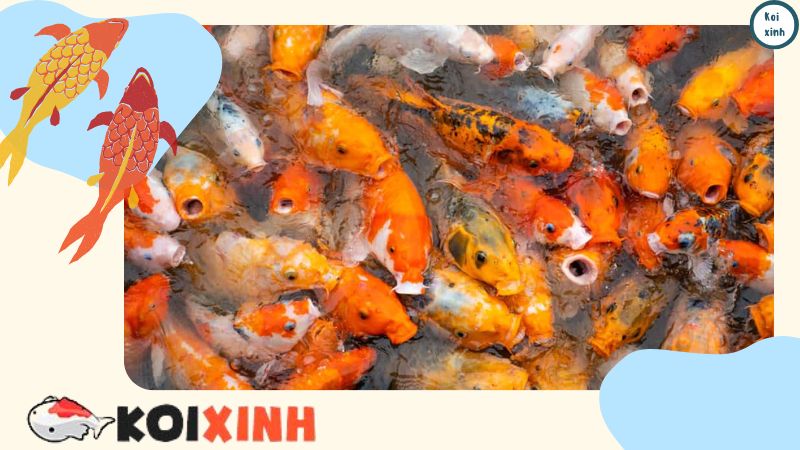 Câu chuyện về cá koi: Những con cá vô giá của Nhật Bản