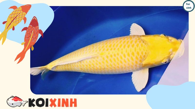 Nhận Dạng Các Loài Cá Koi Nhận Dạng Các Loài Cá Koi