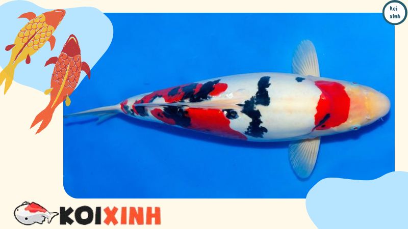Ý nghĩa hình xăm cá Koi Nhật Bản nguồn gốc và thiết kế