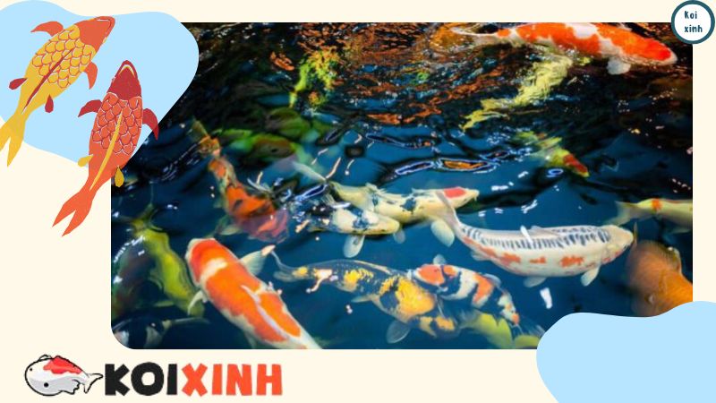 Cá Koi đại Diện Cho điều Gì? Ý Nghĩa đằng Sau Con Cá Dũng Cảm Nhất Thế Giới