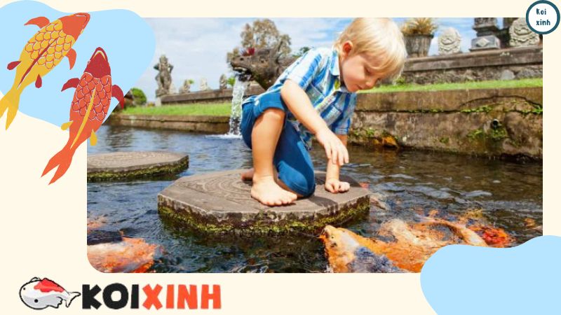 Xây Hồ Cá Koi Bằng Hồ Bơi – Có Thể Bơi Cùng Koi Hay Không Xây Hồ Cá Koi Bằng Hồ Bơi – Có Thể Bơi Cùng Koi Hay Không