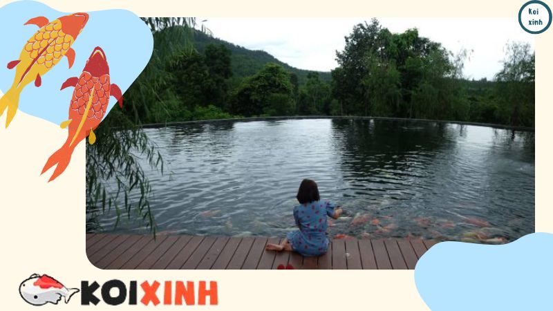 Xây Hồ Cá Koi Bằng Hồ Bơi – Có Thể Bơi Cùng Koi Hay Không Xây Hồ Cá Koi Bằng Hồ Bơi – Có Thể Bơi Cùng Koi Hay Không
