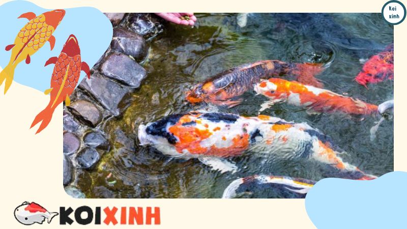 Nên Xây Hồ Cá Koi ở đâu đẹp – Những điều Cần Biết Nên Xây Hồ Cá Koi ở đâu đẹp – Những điều Cần Biết