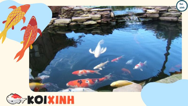 Nên Xây Hồ Cá Koi ở đâu đẹp – Những điều Cần Biết Nên Xây Hồ Cá Koi ở đâu đẹp – Những điều Cần Biết