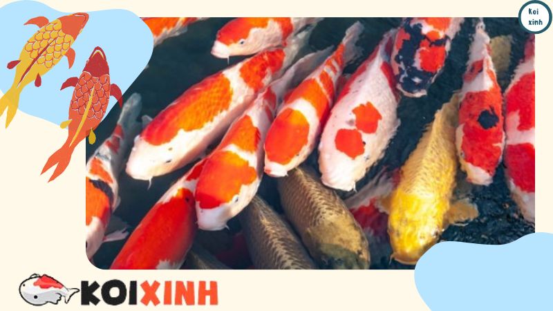 Một Số Sự Thật Thú Vị Về Loài Cá Koi Nổi Tiếng