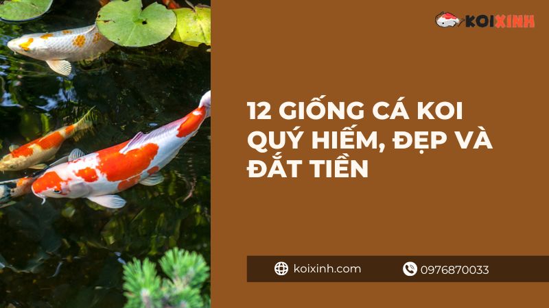 Loài Cá Koi đẹp Nhất Là Gì? 12 Giống Cá Koi Quý Hiếm, đẹp Và đắt Tiền
