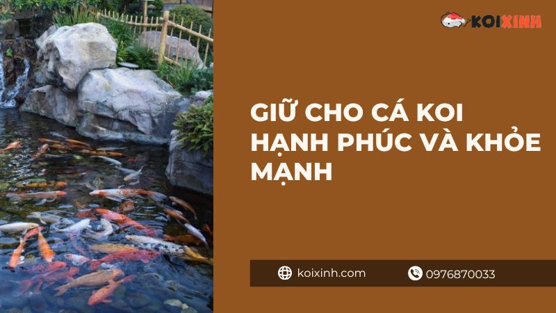 Giữ Cho Cá Koi Hạnh Phúc Và Khỏe Mạnh