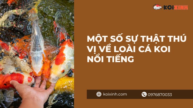 Một Số Sự Thật Thú Vị Về Loài Cá Koi Nổi Tiếng