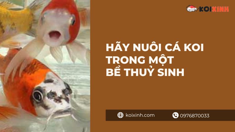 Hãy Nuôi Cá Koi Trong Một Bể Thuỷ Sinh