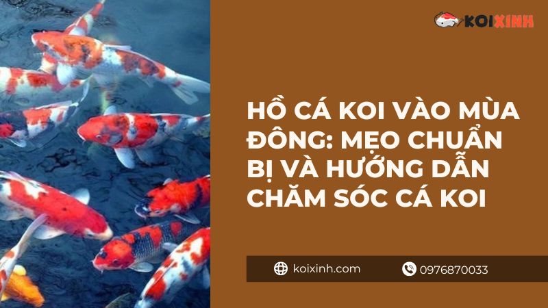 Ao Cá Koi Vào Mùa đông: Mẹo Chuẩn Bị Và Hướng Dẫn Chăm Sóc Cá Koi