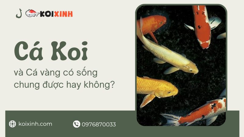 Cá Koi Và Cá Vàng Có Thể Chung Sống Cùng Ao Hay Không