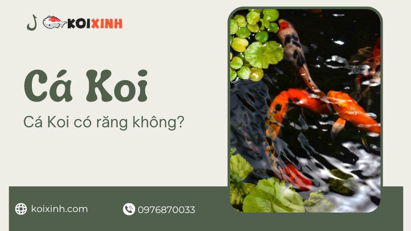 Cá Koi Có Răng Không? Đây Là Những Gì Sẽ Xảy Ra Nếu Bị Cá Koi Cắn