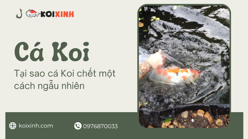 Hội Chứng Ao Cũ: Tại Sao Cá Koi Chết Một Cách Ngẫu Nhiên Và Các Giải Pháp Tiềm Năng