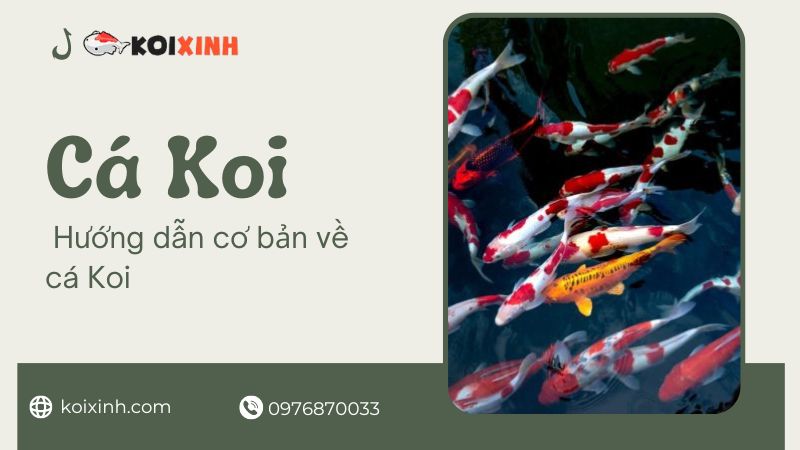 Các Giống Cá Koi – Hướng Dẫn Cơ Bản Về Cá Koi