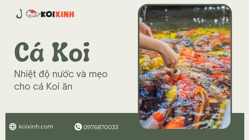 Nhiệt độ Nước Và Mẹo Cho Cá Koi ăn
