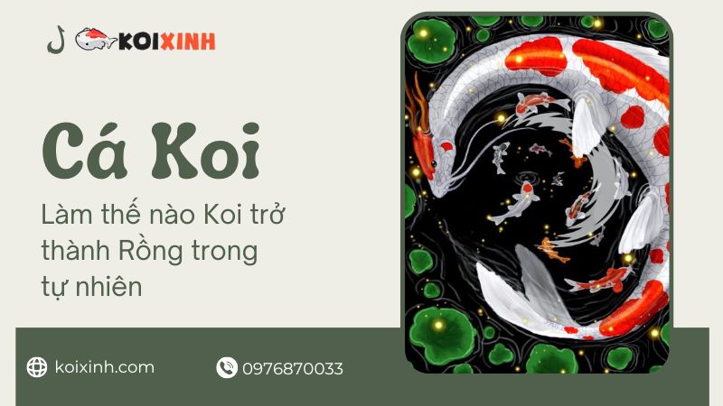 Làm Thế Nào Koi Trở Thành Rồng Trong Tự Nhiên