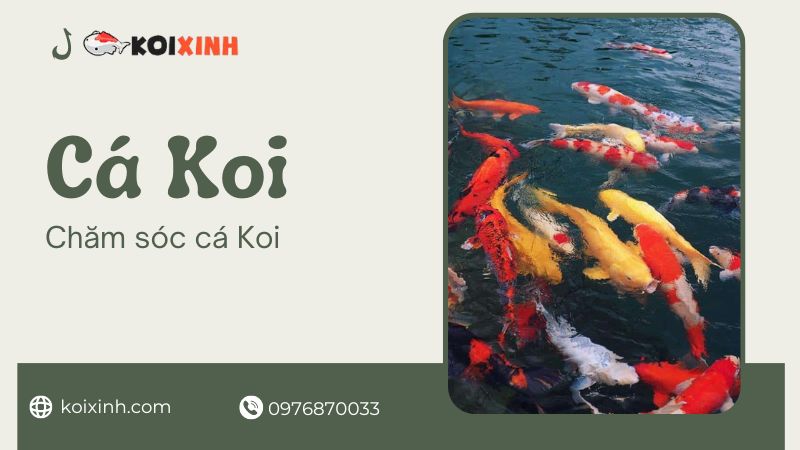 Chăm Sóc Cá Koi – Mẹo Và Thủ Thuật để Giữ Cho Hồ Của Bạn Khỏe Mạnh