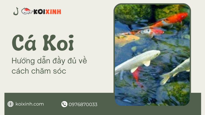 Cá Koi: Hướng Dẫn đầy đủ Về Cách Chăm Sóc, Sinh Sản, Kích Thước Bể Và Bệnh Tật