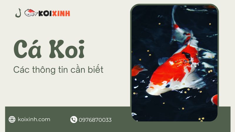 Đặc điểm, Lịch Sử, Chủng Loại Và Các Thông Tin Về Cá Koi
