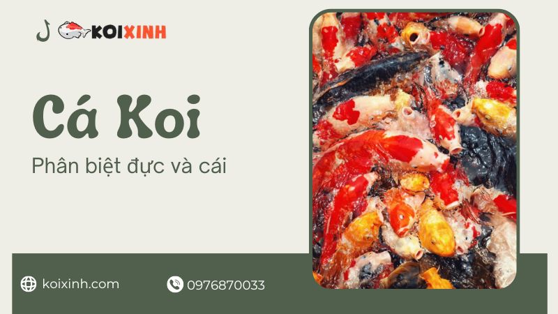 Làm Thế Nào để Phân Biệt Cá Koi đực Hay Cái?
