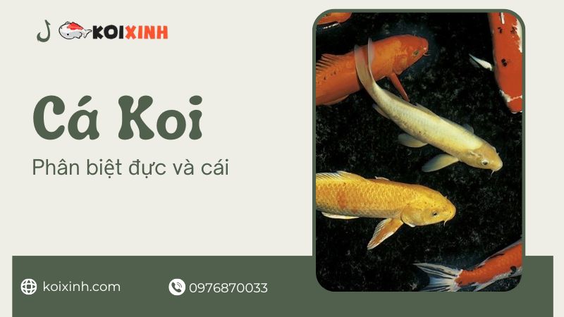 12 Loại Cá Koi Phổ Biến Nhất