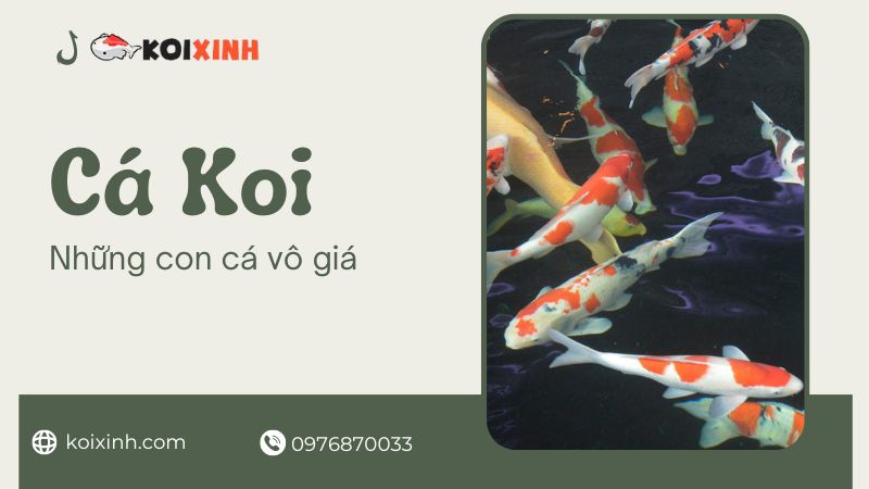 Câu Chuyện Về Cá Koi: Những Con Cá Vô Giá Của Nhật Bản