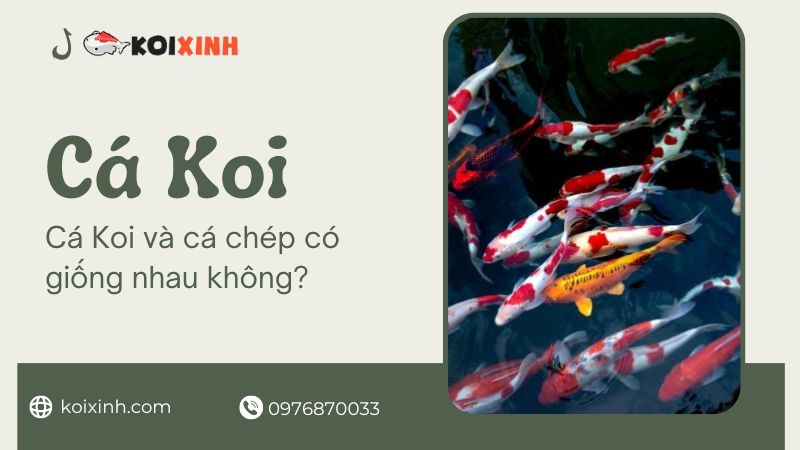 Cá Koi Và Cá Chép Có Giống Nhau Không? 6 điểm Khác Biệt!