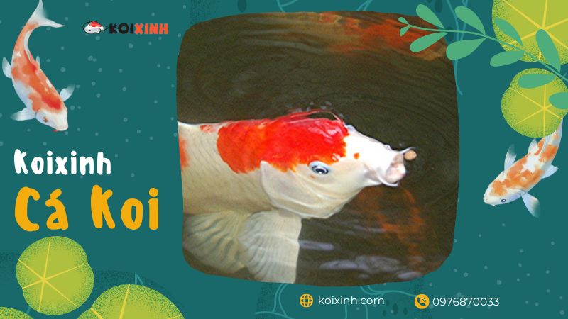 Những Thông Tin Cơ Bản Về Koi Kohaku – Vua Cá Koi Nhật Bản