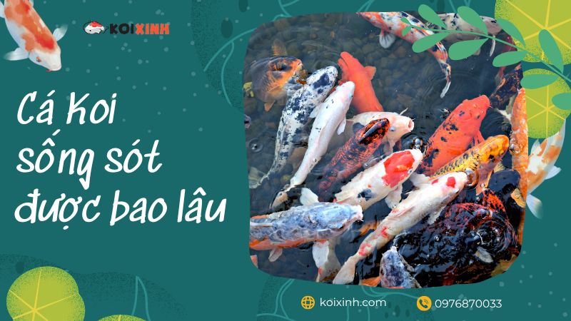 Cá Koi Có Thể Sống Sót Bao Lâu Mà Không Cần Máy Bơm Nước