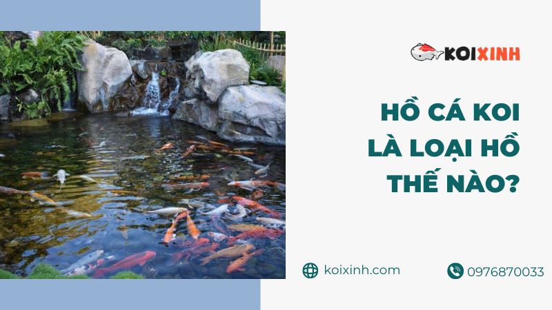 Hồ Cá Koi Là Loại Hồ Thế Nào – Những điều Cần Biết