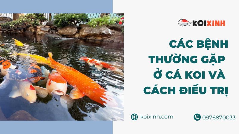 Các Bệnh Thường Gặp ở Cá Koi Và Cách điều Trị
