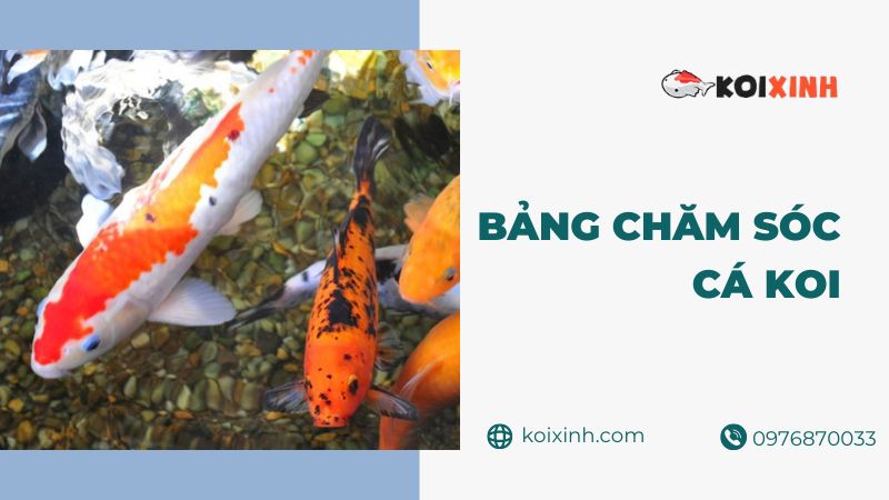 Bảng Chăm Sóc Cá Koi