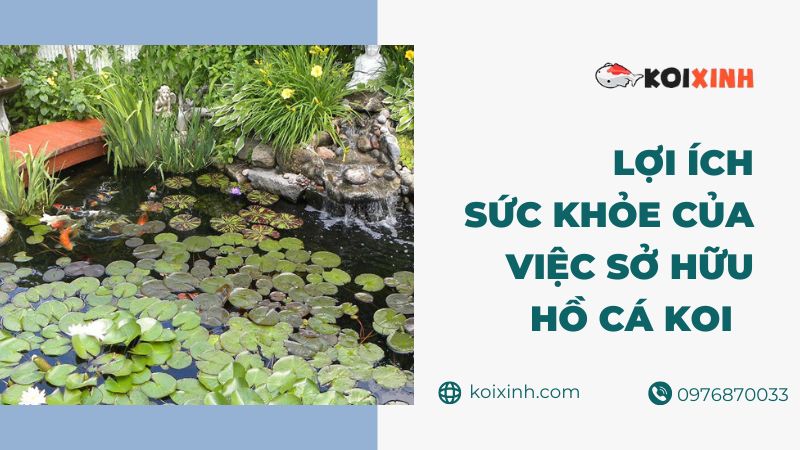 Nghiên Cứu Về Lợi ích Sức Khỏe Của Việc Sở Hữu Ao Cá Koi & Ao ở Sân Sau