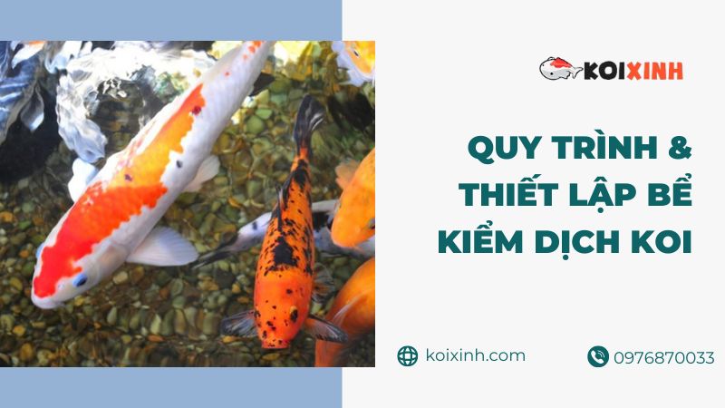 Quy Trình & Thiết Lập Bể Kiểm Dịch Koi