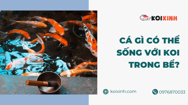 Cá Gì Có Thể Sống Với Koi Trong Bể?