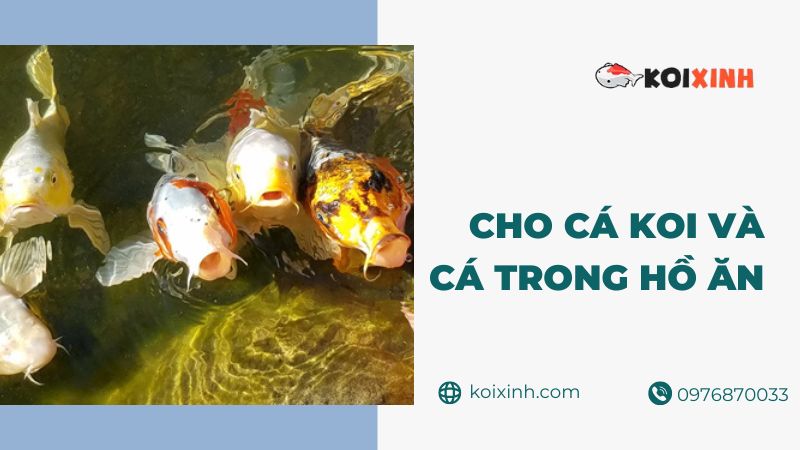 Cho Cá Koi Và Cá Trong Ao Của Bạn ăn – Đơn Giản Hóa Các Yêu Cầu Về Chế độ ăn Uống Theo Mùa