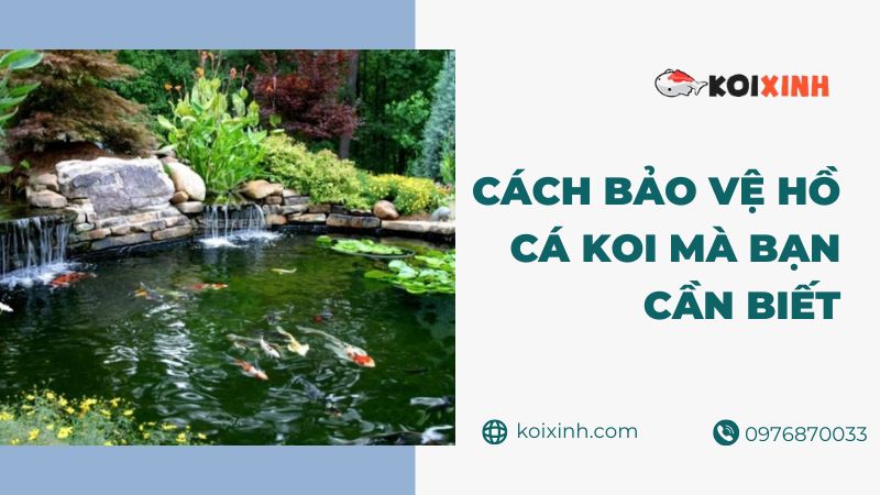 Cách Bảo Vệ Hồ Cá Koi Mà Bạn Cần Biết