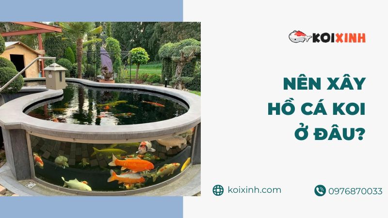 Nên Xây Hồ Cá Koi ở đâu đẹp – Những điều Cần Biết