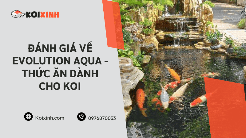 Đánh Giá Về Evolution Aqua – Thức ăn Dành Cho Koi